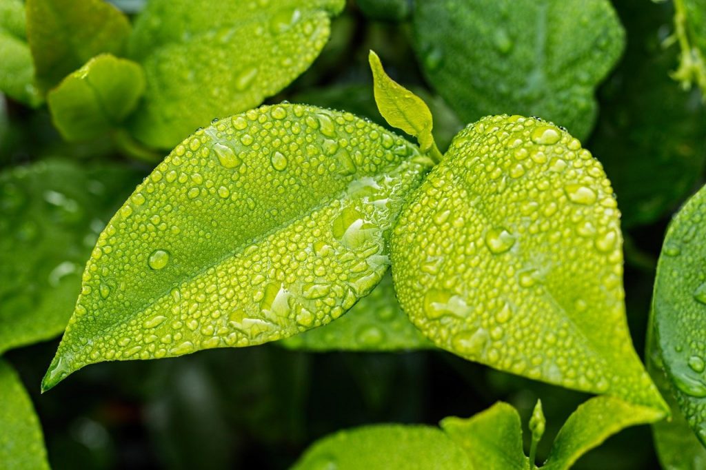 etiqueta ecológica europea